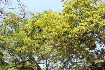 Follaje verde con firmamento azul