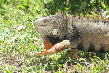Obraz premium Iguana caminando en el bosque.