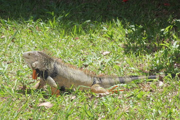 Iguana caminando en el bosque