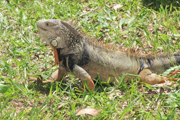 Iguana caminando sobre el césped
