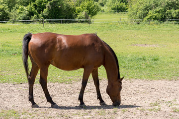 Beautiful Brown Horse Grazing on Farm in Nature