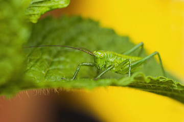 Green grasshopper on a leaf