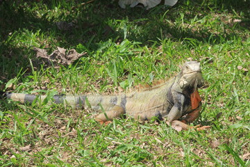 Iguana caminando en el bosque.