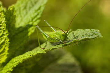 Green grasshopper on a leaf