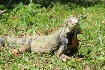 Iguana caminando en el bosque