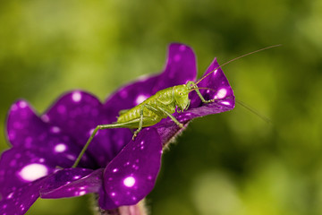 Green grasshopper on a purple flower
