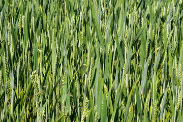 Green Young Wheat Field on Sunny Day