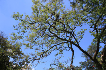 Bosque con firmamento azul