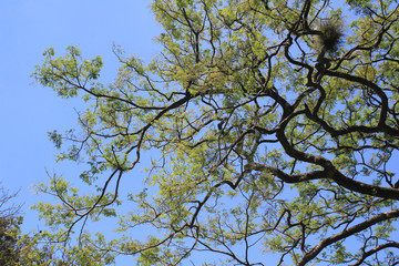 Bosque con firmamento azul