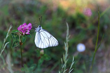 White butterfly