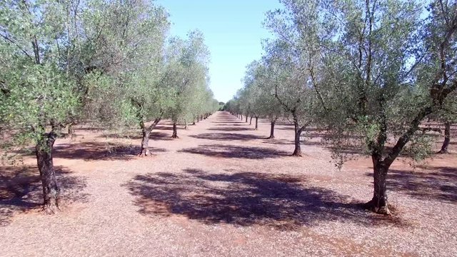 Olive trees - Aerial view 4k