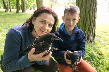A nestling of crows in the hands of a man. Protection of Nature