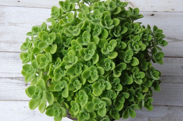 アロマティカス　多肉植物