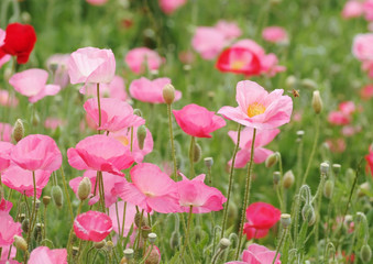 パステルカラーのポピー