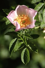 Obraz premium Beautiful colorful flowers in the summer garden