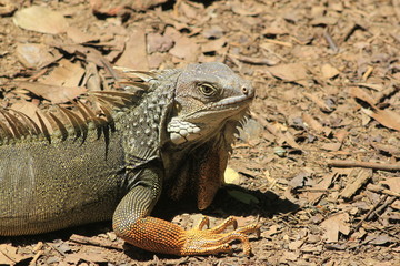 Cabeza de una iguana