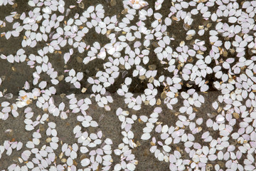 Blossom Petal on Water Background in King’s Garden - Kungstradgarden Stockholm