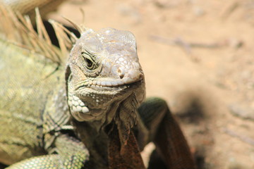 Cabeza de iguana