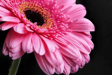 Rolgordijnen Gerbera Roze gerbera close-up met waterdruppels op bloemblaadjes, macro bloem foto