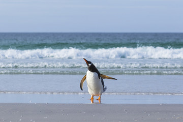 Gentoo penguin dancing on the beach at Falkland Islands.