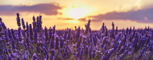 Rolgordijnen Lavendel close-up op de achtergrond van de ondergaande zon. Lavendel in de zonsondergang stralen van de zon. Lavendel veld bij zonsondergang, Provence, Frankrijk. Mooie achtergrond met lavendel en zonsondergang. © Natallia