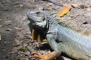 Iguana caminando