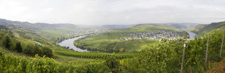 Fototapeta premium Moselschleife bei Trittenheim
