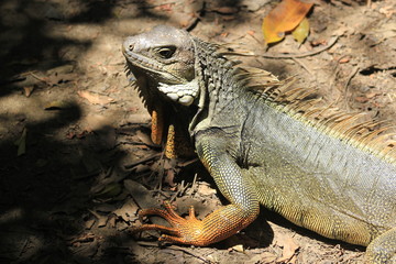 Iguana