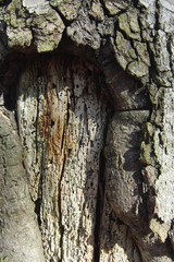 Tree Bark #3