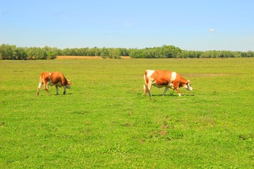 Two cows on meadow