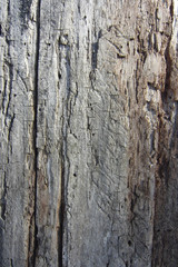 Wood Texture #3
