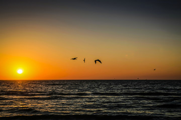 Naklejka na ściany i meble Sunset over the Gulf of Mexico in Florida