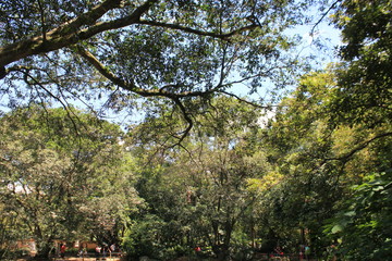 Bosque con firmamento azul