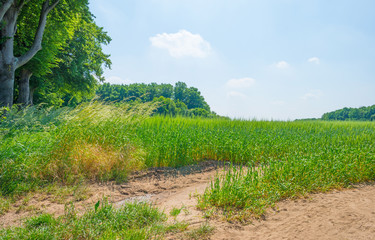 Fototapeta na wymiar Wheat field in spring in sunlight