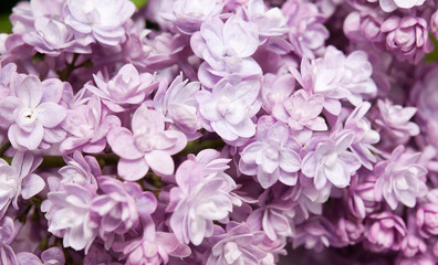 lilac