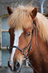 Naklejka premium Portrait eines Islandpferdekopfs