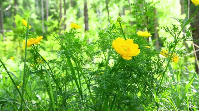 Yellow flowers of Adonis Adonis vernalis .