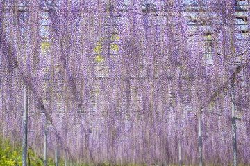 blooming wisteria flower