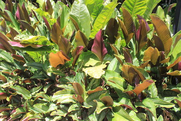 Jardín con hojas verdes