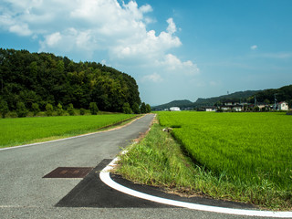 夏の道