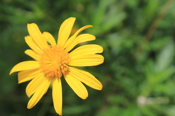 Jardín con flores amarillas 