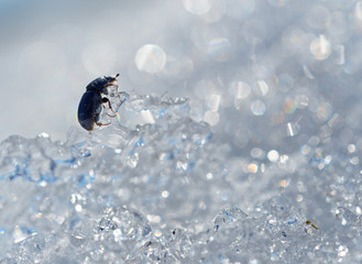 Beetle as a rock climber climbs on ice hummocks.