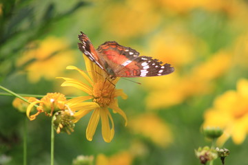 Flor con mariposa