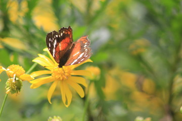 Flor con mariposa