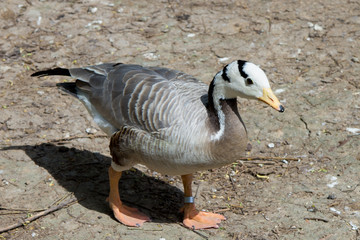 Wthite head wild goose with ring on his leg
