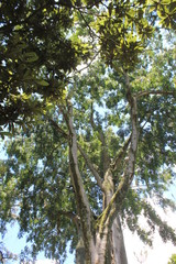 Fototapeta premium Bosque con firmamento azul