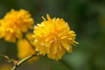 Beaty yellow flower on green blurred background