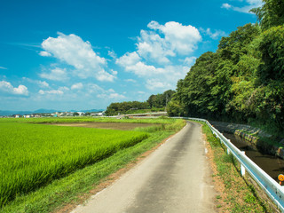 田舎の一本道