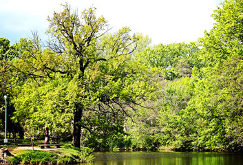 Oak in the city park.