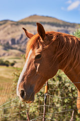 Horse portrait in countryside fence
